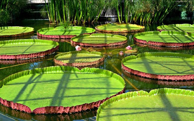 Carte postale #27 : Les Jardins de Latour-Marliac