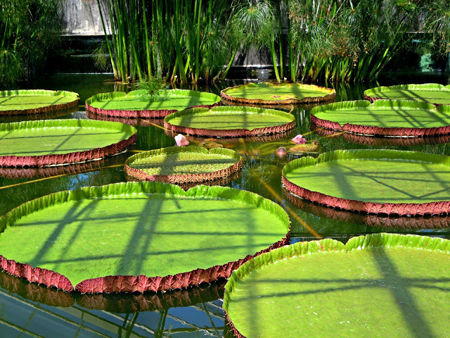 Carte postale #27 : Les Jardins de Latour-Marliac